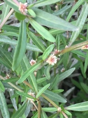 Alternanthera nahui