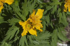 Trollius ranunculinus