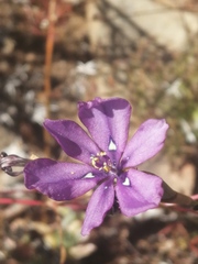 Moraea worcesterensis