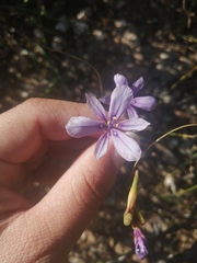 Moraea worcesterensis
