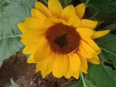 Helianthus