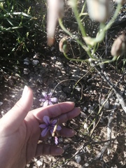 Moraea worcesterensis