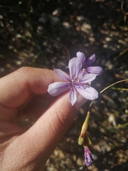 Moraea worcesterensis