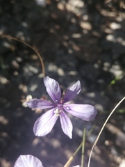 Moraea worcesterensis