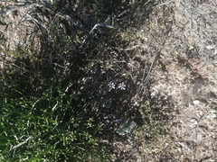 Moraea worcesterensis