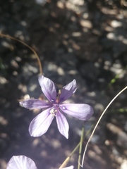 Moraea worcesterensis