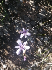 Moraea worcesterensis