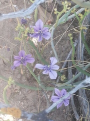 Moraea worcesterensis