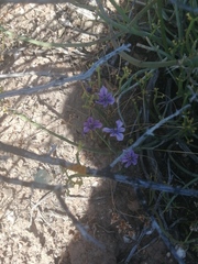 Moraea worcesterensis