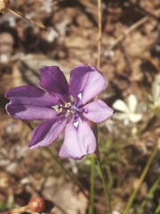Moraea worcesterensis