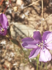 Moraea worcesterensis