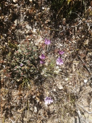 Moraea worcesterensis