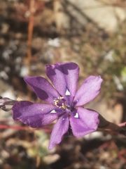 Moraea worcesterensis