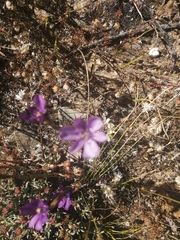 Moraea worcesterensis