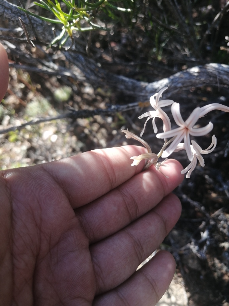 Haworthia herbacea, Cape Winelands, South Africa