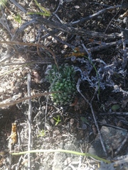 Haworthia herbacea