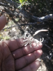 Haworthia herbacea