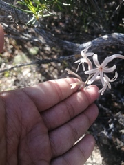 Haworthia herbacea