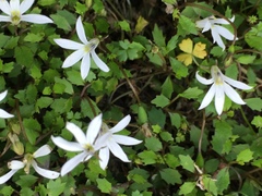 Lobelia perpusilla