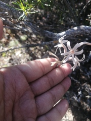 Haworthia herbacea