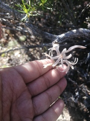 Haworthia herbacea