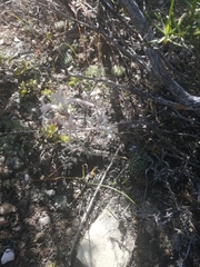 Haworthia herbacea