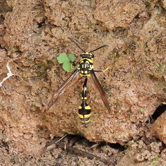 Phimenes arcuatus