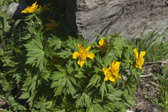 Trollius ranunculinus