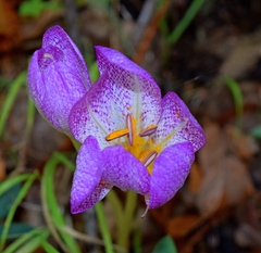 Colchicum bivonae