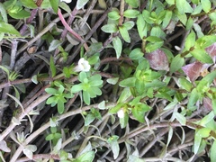 Gratiola sexdentata