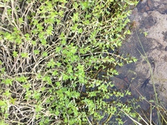 Gratiola sexdentata