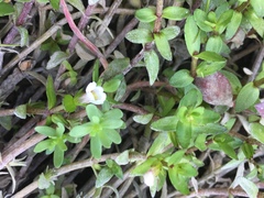 Gratiola sexdentata