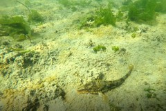 Podothecus accipenserinus