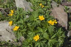 Trollius ranunculinus