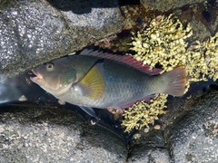 Crimson Banded Wrasse photo 5