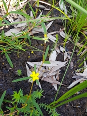 Hibbertia salicifolia