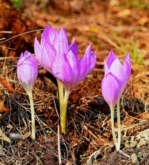 Colchicum bivonae