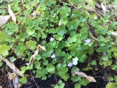 Cymbalaria muralis