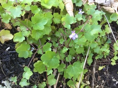 Cymbalaria muralis