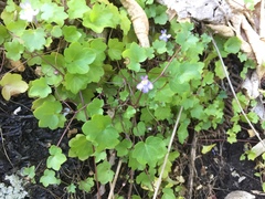 Cymbalaria muralis