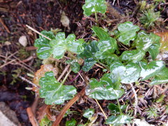 Tephroseris newcombei