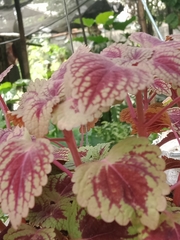 Coleus scutellarioides