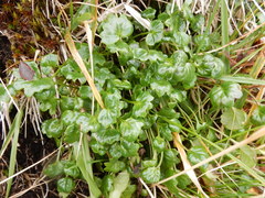 Tephroseris newcombei