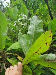 Brachyglottis hectorii