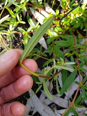 Hibbertia salicifolia