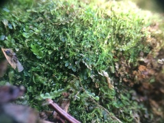 Fuscocephaloziopsis lunulifolia