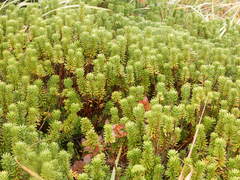 Phyllodoce glanduliflora