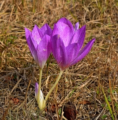 Colchicum bivonae