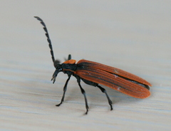 Metriorrhynchus variipennis