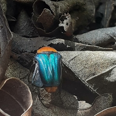 Leucocelis haemorrhoidalis